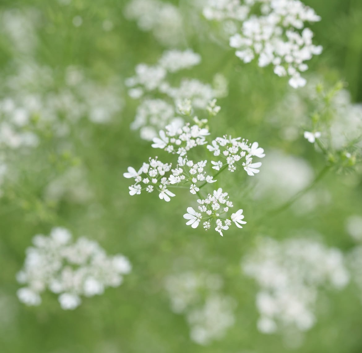 白い花の広がり。
