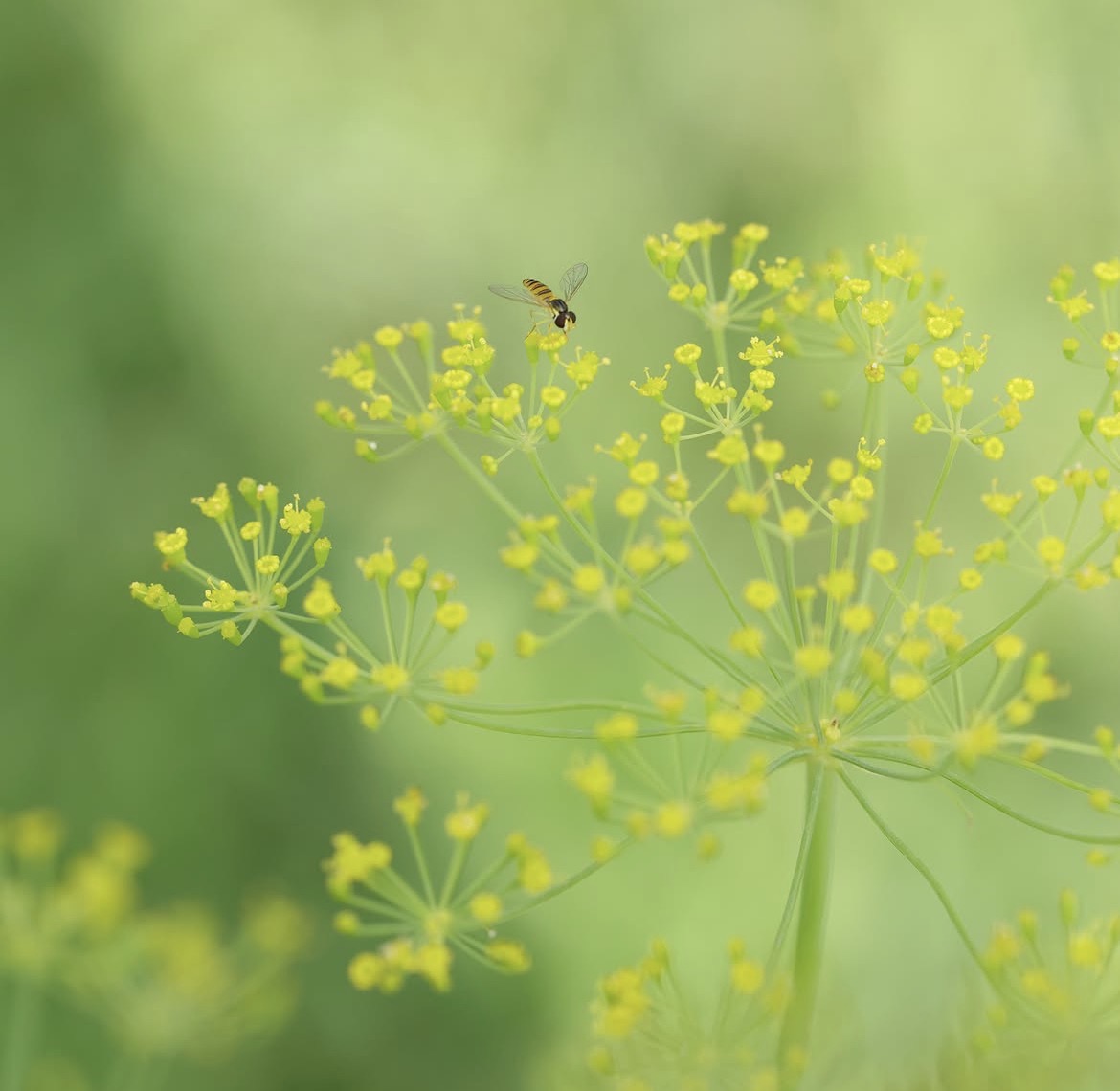 畑に咲く小さな黄色い花と、花にとまる虫