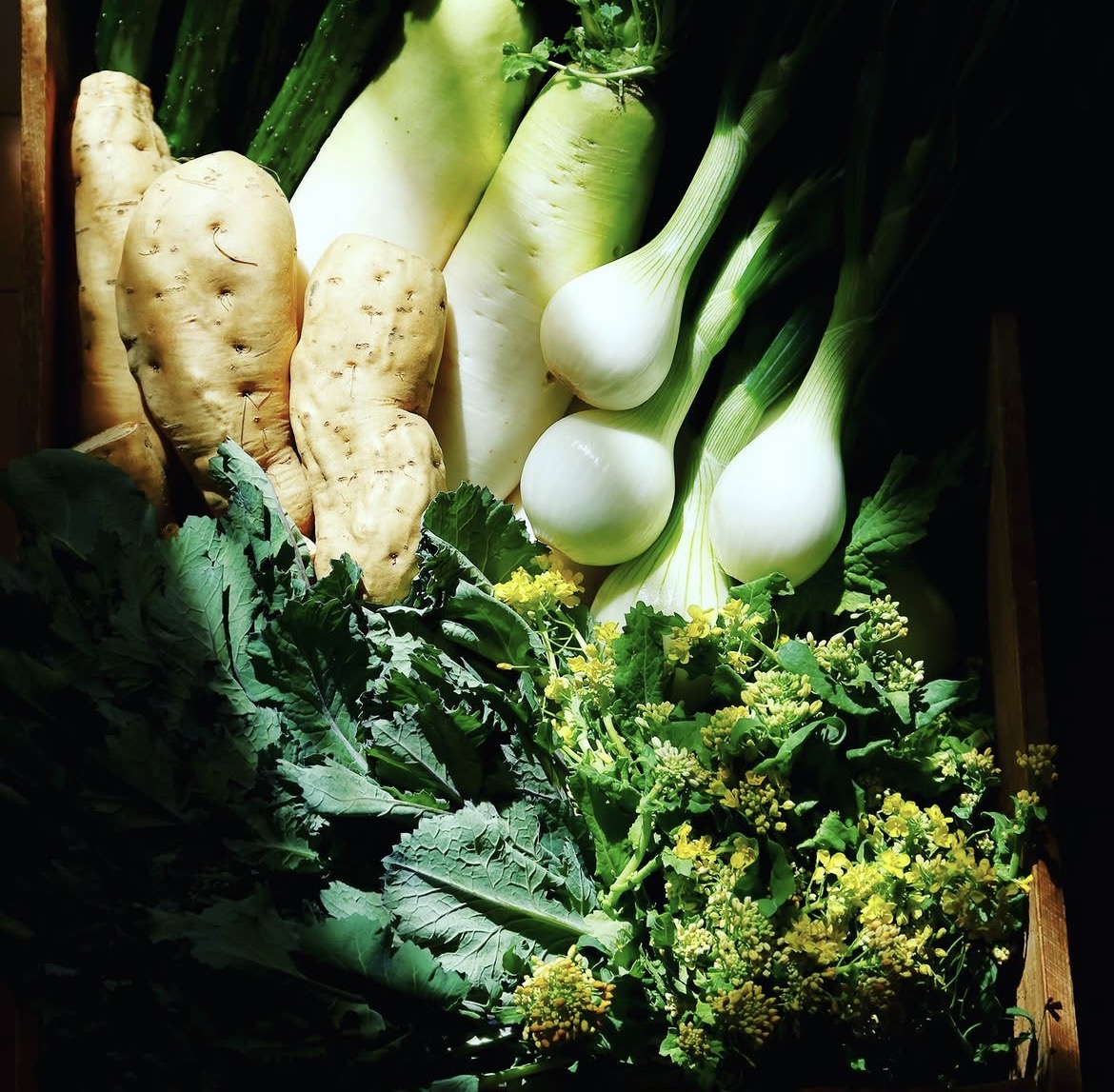 大根やねぎ、葉物など色とりどりの野菜